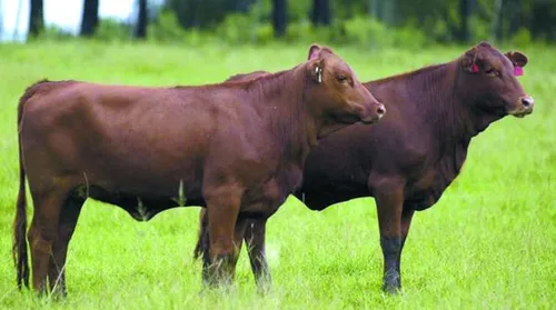 Ferramenta de IA auxilia produtores no melhoramento genético da raça Brangus - Imagem