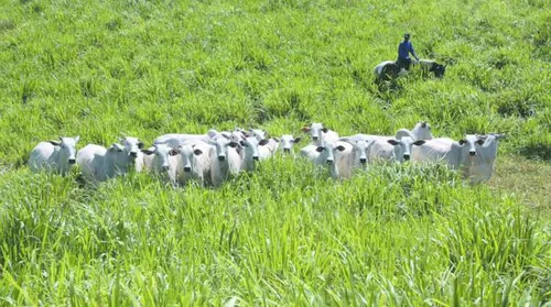Leilão Varrela oferta genética Nelore neste sábado com 39 lotes - Imagem