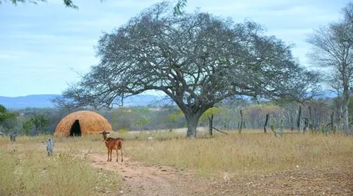 ONU prevê El Niño ‘muito forte’ e com duração até fevereiro de 2027 - Imagem