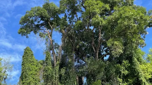 Perigo: Defesa Civil recomenda remoção de 53 árvores em Maceió - Imagem