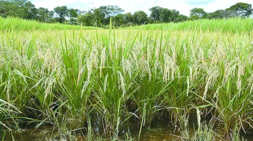 Pesquisa identifica plantas mais resistentes à cigarrinha-do-arroz - Imagem