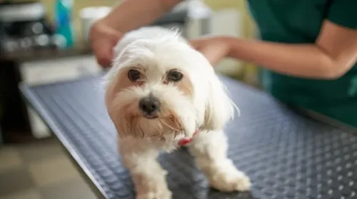 Pets de pelos claros precisam de cuidados específicos, diz veterinária - Imagem