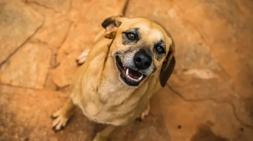 Pets e bebês estão compartilhando os mesmos nomes, aponta pesquisa - Imagem