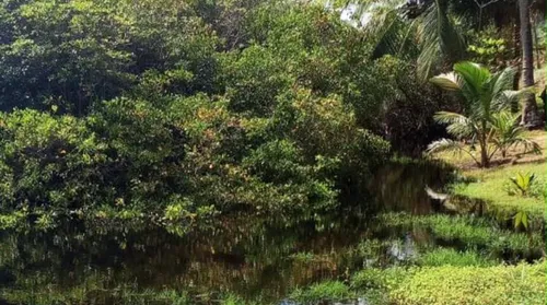 Presença de jacarés afasta banhistas e leva à instalação de sinalização em Jequiá - Imagem