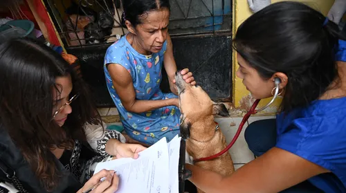 Programa Rede Pet atende 33 cães e gatos de protetora independente no bairro do Jacintinho - Imagem