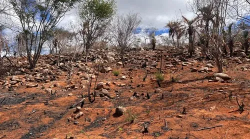 Seca avança em Alagoas e atinge 69% do território estadual - Imagem