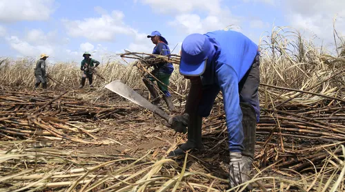 Valor da produção agrícola de Alagoas atinge R$ 4,7 bilhões - Imagem