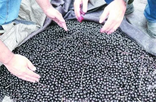 Açaí da Amazônia cria raízes em Alagoas e produz o ano inteiro