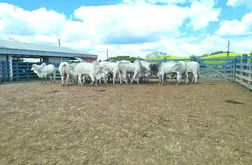 Agro Feira IBC segue neste sábado (19) com programação técnica voltada à pecuária