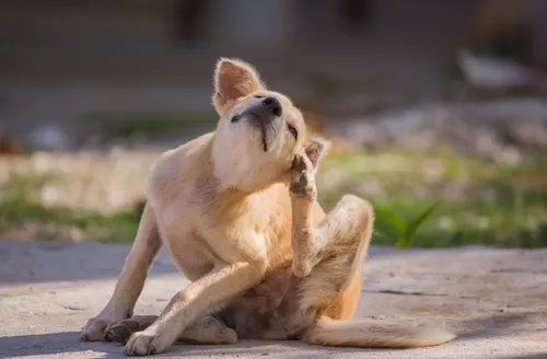 Com a primavera, cães podem  sofrer mais com coceira e alergias