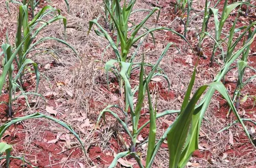 Comitê especial prepara Alagoas para mitigar impactos do El Niño