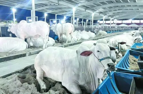 Expoagro projeta novos negócios e reforça Alagoas no mercado de genética