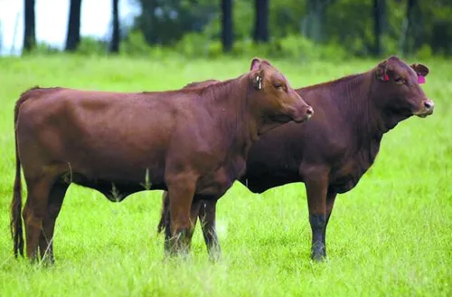 Ferramenta de IA auxilia produtores no melhoramento genético da raça Brangus