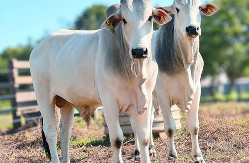 Microrganismos encontrados em fezes bovinas indicam capacidade de converter pasto em carne