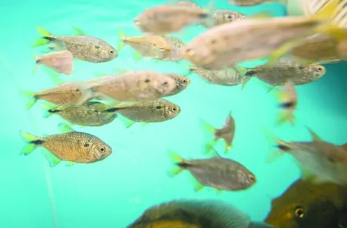 Novo modelo de licenciamento da aquicultura busca mais proporcionalidade para produtores