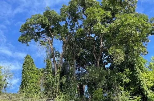 Perigo: Defesa Civil recomenda remoção de 53 árvores em Maceió