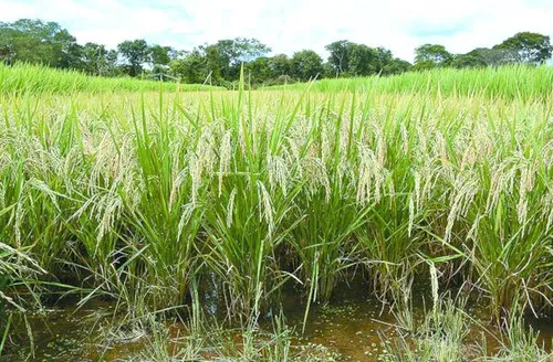 Pesquisa identifica plantas mais resistentes à cigarrinha-do-arroz
