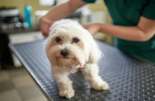 Pets de pelos claros precisam de cuidados específicos, diz veterinária