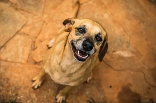Pets e bebês estão compartilhando os mesmos nomes, aponta pesquisa