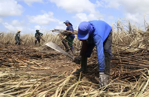 Valor da produção agrícola de Alagoas atinge R$ 4,7 bilhões