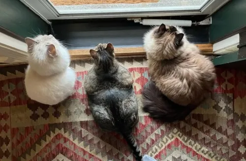 Vínculo forte e rotina calma: os motivos para adotar um gato idoso