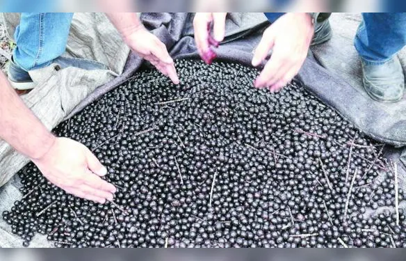 Açaí da Amazônia cria raízes em Alagoas e produz o ano inteiro