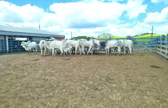 Agro Feira IBC segue neste sábado (19) com programação técnica voltada à pecuária