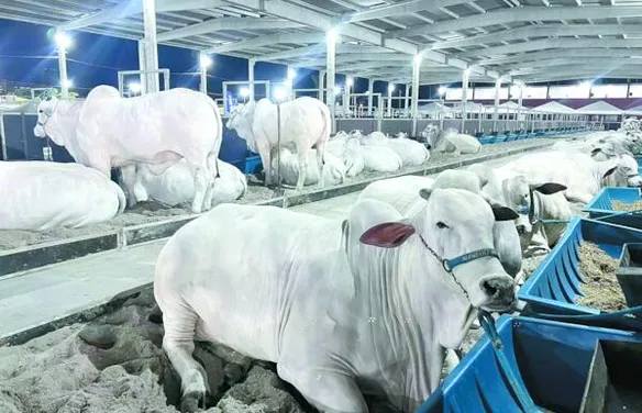 Expoagro projeta novos negócios e reforça Alagoas no mercado de genética