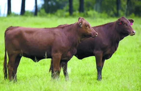 Ferramenta de IA auxilia produtores no melhoramento genético da raça Brangus
