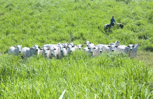Leilão Varrela oferta genética Nelore neste sábado com 39 lotes