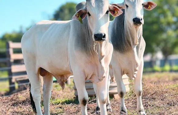 Microrganismos encontrados em fezes bovinas indicam capacidade de converter pasto em carne
