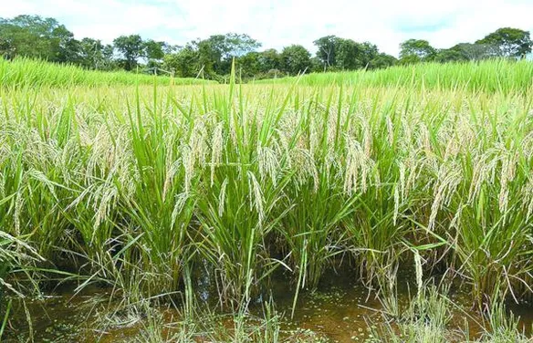 Pesquisa identifica plantas mais resistentes à cigarrinha-do-arroz