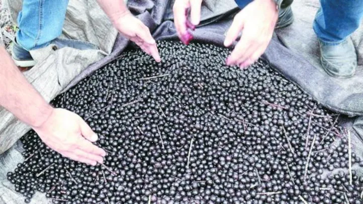 Com mais de 150 hectares, plantação em Boca da Mata produz cerca de 600 toneladas por ano e está entre as maiores do Nordeste