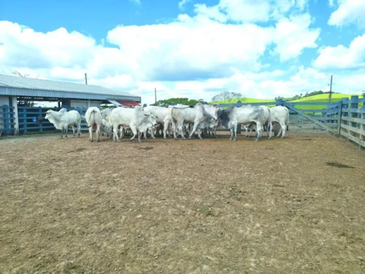Na feira, estão sendo disponibilizados 65 lotes de animais na modalidade de venda direta