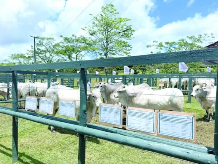 Imagem ilustrativa da imagem Agrofeira IBC 2026 bate recorde e movimenta mais de R$ 8 milhões em negócios