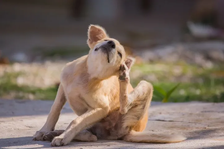 Imagem ilustrativa da imagem Com a primavera, cães podem  sofrer mais com coceira e alergias