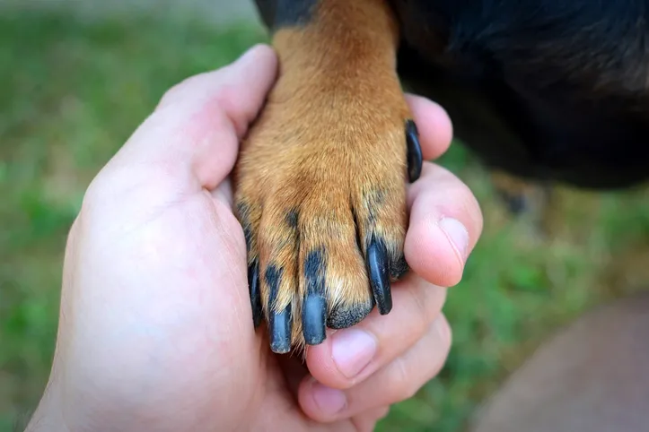 Imagem ilustrativa da imagem Com a primavera, cães podem  sofrer mais com coceira e alergias