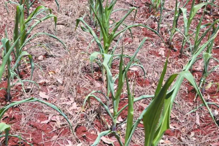 El Niño pode reduzir a quantidade de chuvas e agravar a seca em municípios alagoanos