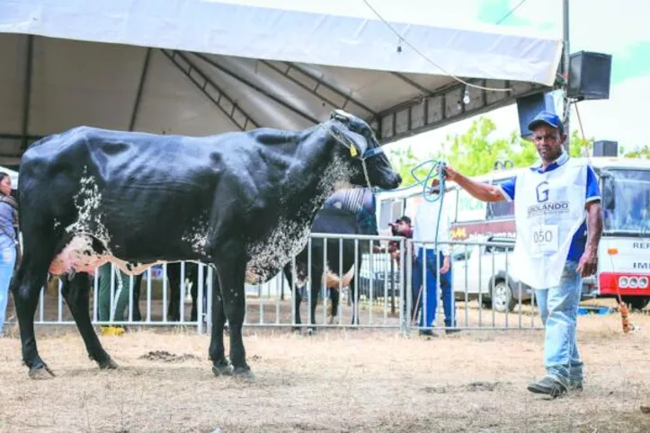 Exposição terá mais de 200 animais de raças leiteiras participando do evento