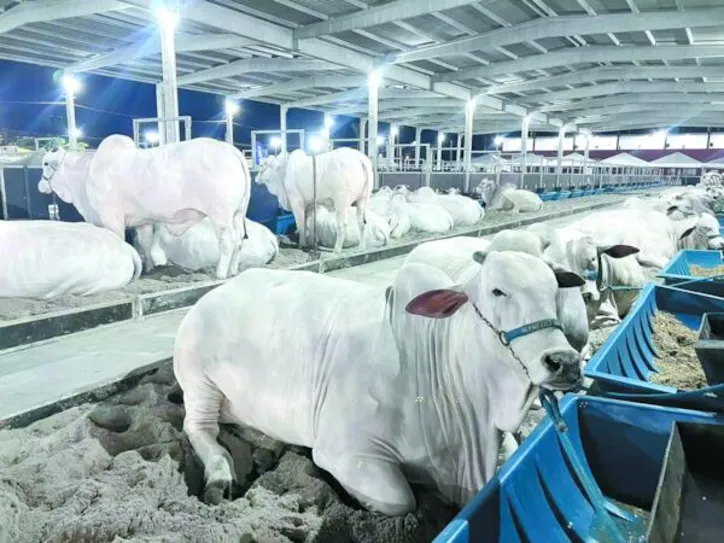 A programação reúne leilões, julgamentos e exposição de animais, encontros técnicos, cursos e palestras, colocando em evidência diferentes cadeias produtivas e o trabalho desenvolvido pelos criadores alagoanos