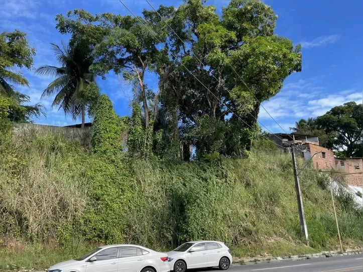 Imagem ilustrativa da imagem Perigo: Defesa Civil recomenda remoção de 53 árvores em Maceió