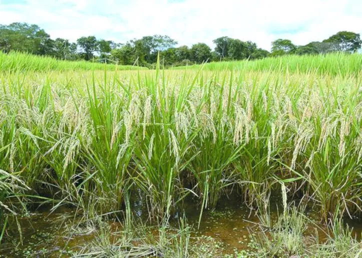 Lavoura da cultivar BRS A705, material resistente à cigarrinha-do-arroz