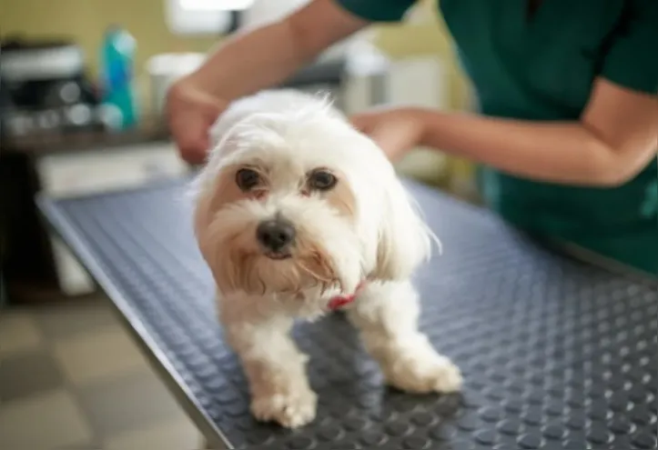 Imagem ilustrativa da imagem Pets de pelos claros precisam de cuidados específicos, diz veterinária