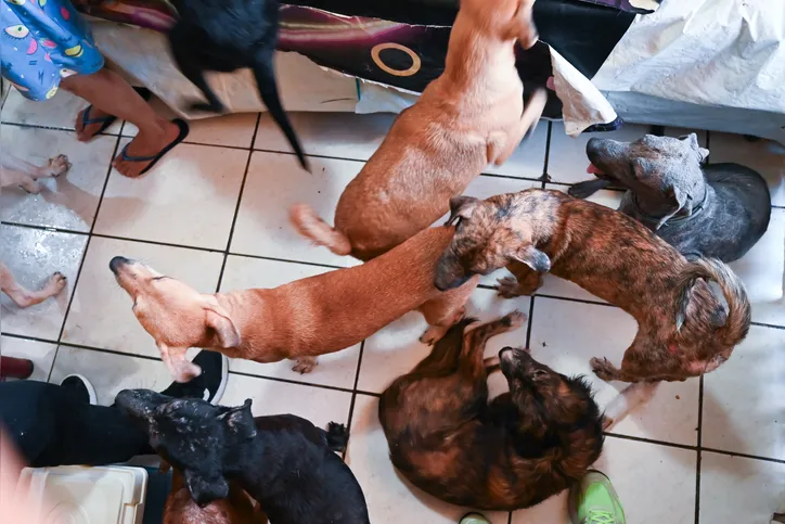 A ação contemplou 33 cães de uma protetora independente