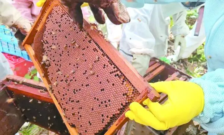 Participantes acompanharam o manejo de colmeias em um apiário de Fernão Velho e conheceram técnicas para ampliar a produção de própolis vermelha