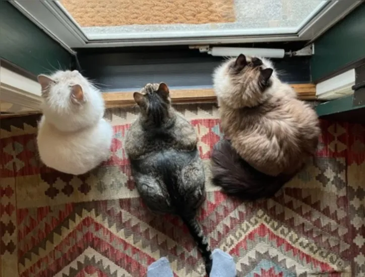 Imagem ilustrativa da imagem Vínculo forte e rotina calma: os motivos para adotar um gato idoso