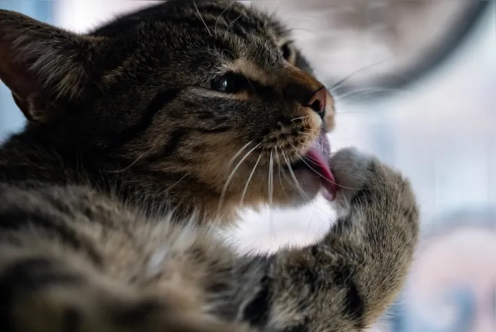 Imagem ilustrativa da imagem Vínculo forte e rotina calma: os motivos para adotar um gato idoso