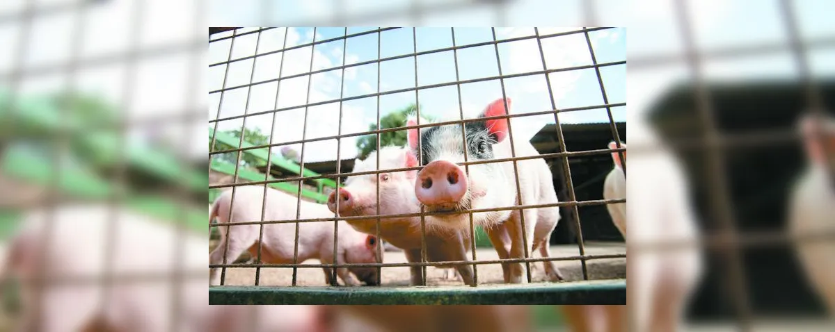 Rebanho suíno de Alagoas tem o maior crescimento do País