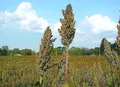 El Niño exige estratégias diferentes para a agropecuária nas cinco regiões