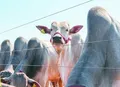 Embrapa lança ferramenta tecnológica para atuar na rastreabilidade bovina